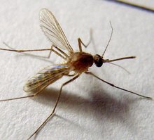 灭蚊蝇
