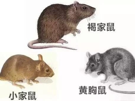 常见老鼠种类及鉴别特征