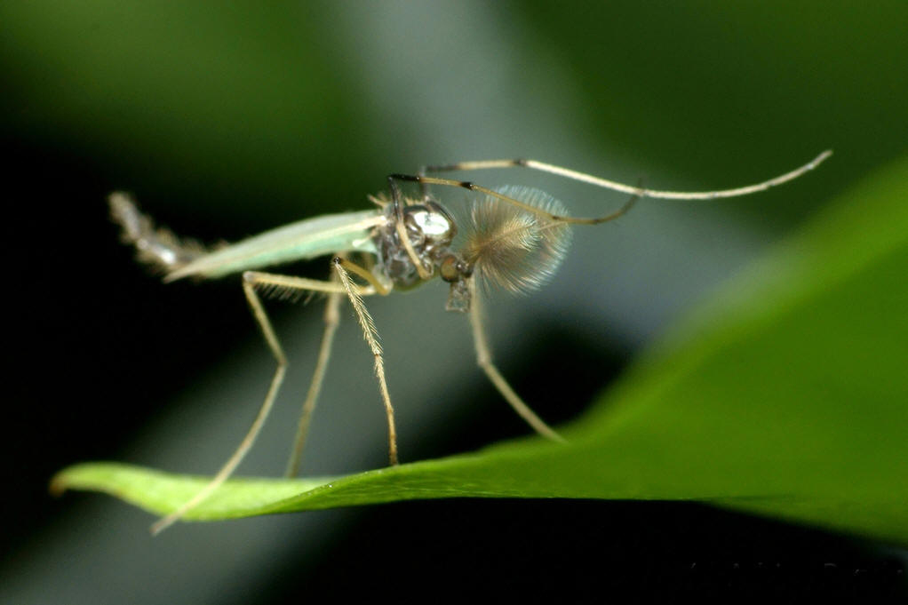 蚊虫的生物学及习性