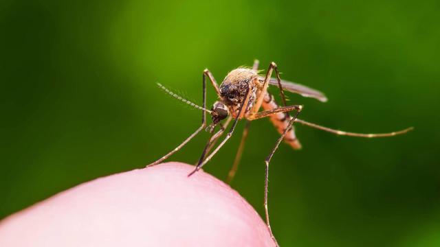 蚊虫的危害有哪些？