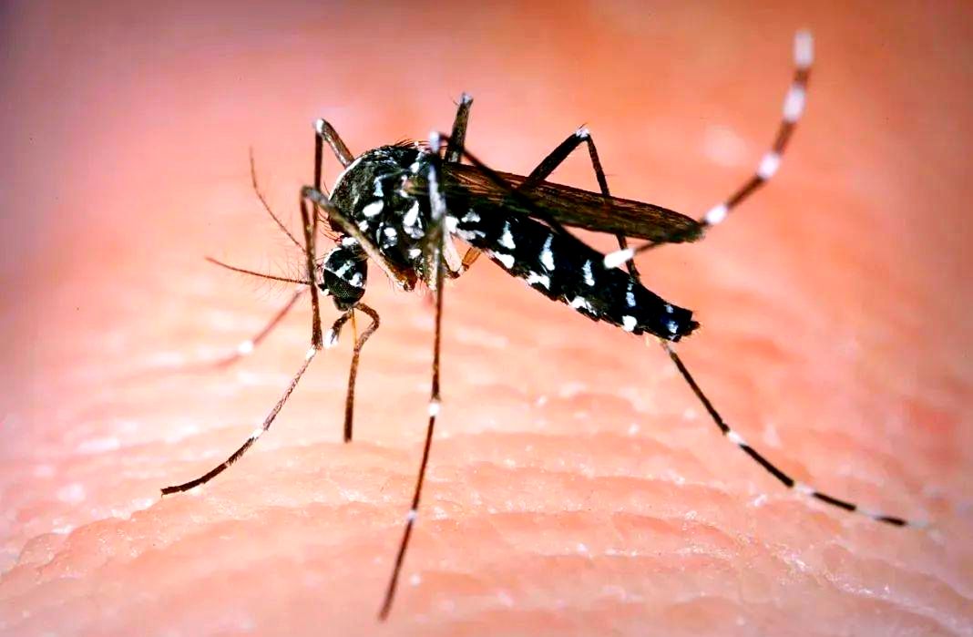 常见蚊种及生态习性