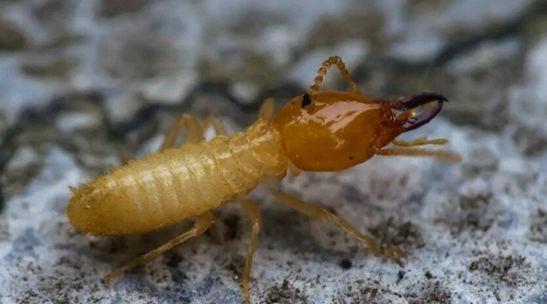 白蚁的危害有哪些？