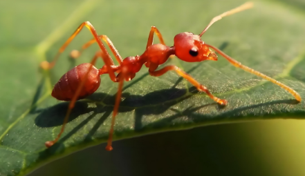 红火蚁的生态习性是怎样的？