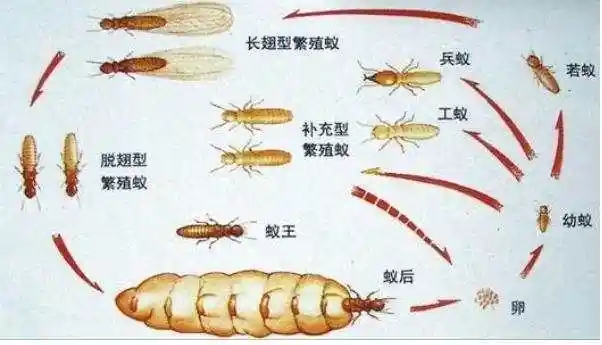 红火蚁的生活史是怎样的？