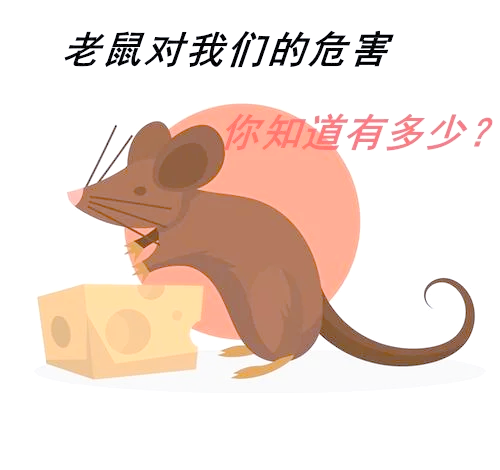 老鼠的危害有哪些？
