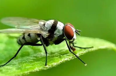 蝇类的越冬和夏蛰是怎样的？