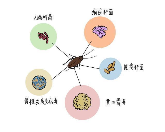 蟑螂的危害有哪些？