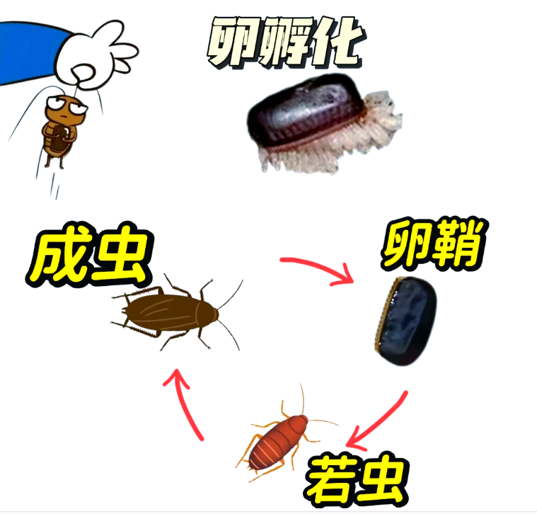 蟑螂的生活史是怎样的？