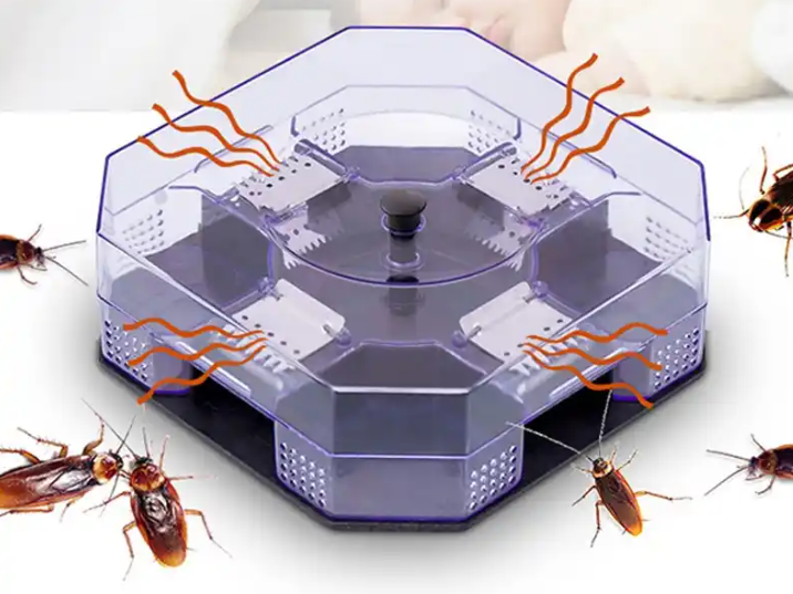 常见的蟑螂密度调查方法