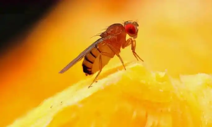苍蝇的食性是怎样的？
