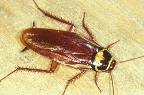 蜚蠊的栖息习性是怎样的？