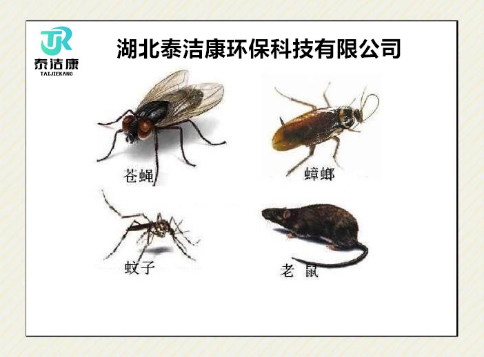 杀虫灭鼠除四害是哪四害呢