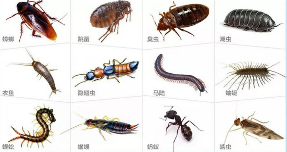 家庭常见卫生害虫全解析：守护家人健康的隐形战场